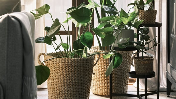 A handmade bamboo KLYNNON plant pot