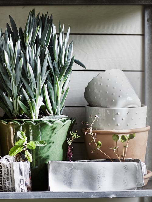 Close-up of a potted plant, two containers with plants, two SESAMFRON plant pots, and a MUSKOTBLOMMA plant pot with saucer.