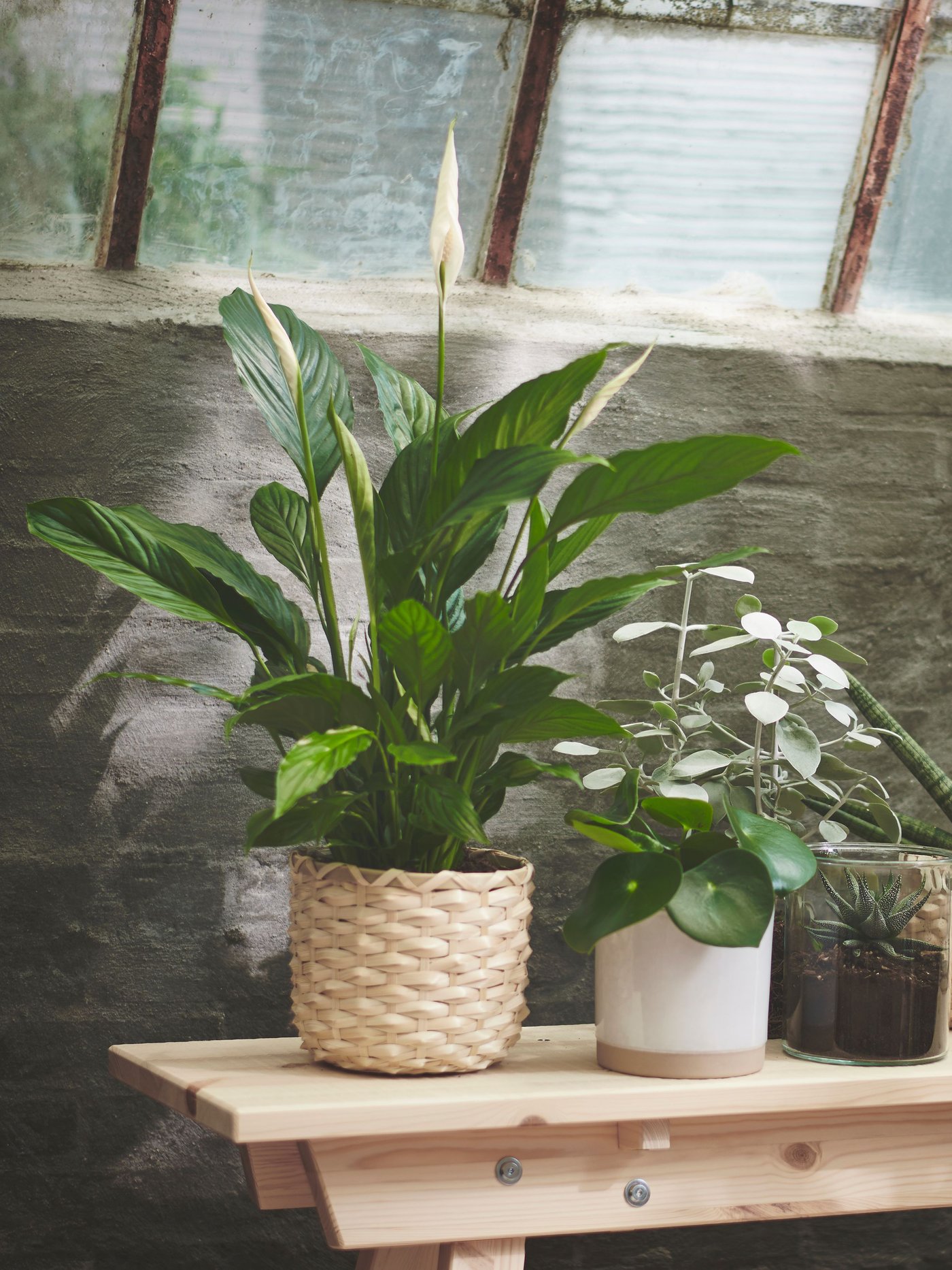 A Peace lily SPATHIPHYLLUM potted plant