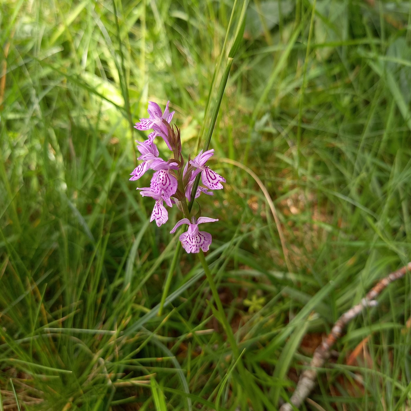 Fleur violette au milieu de l'herbe