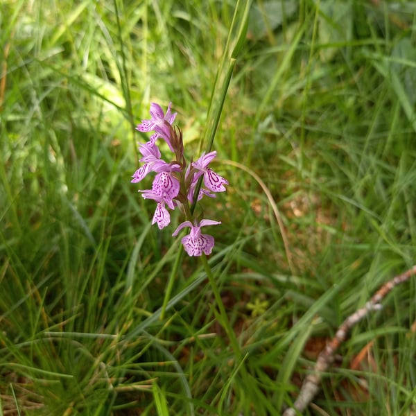 Fleur violette au milieu de l'herbe