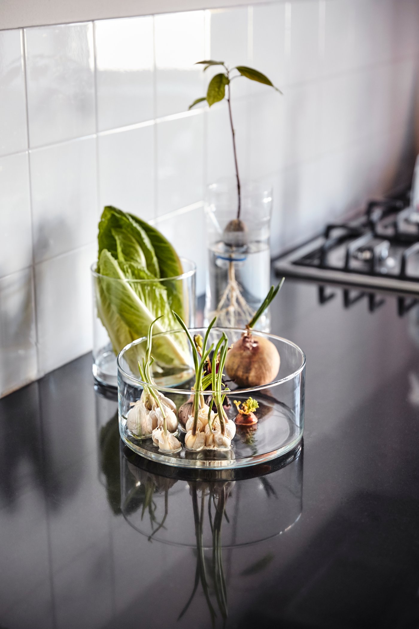 Vitlök som odlats inomhus och bildat skott. 