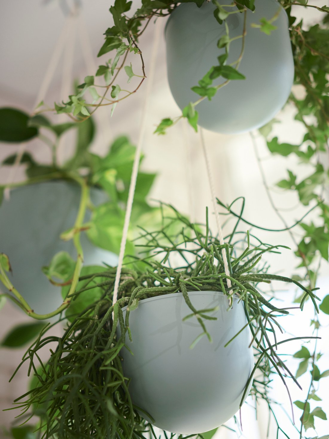 DAKSJUS Collection - Plant & Gardening Accessories - IKEA