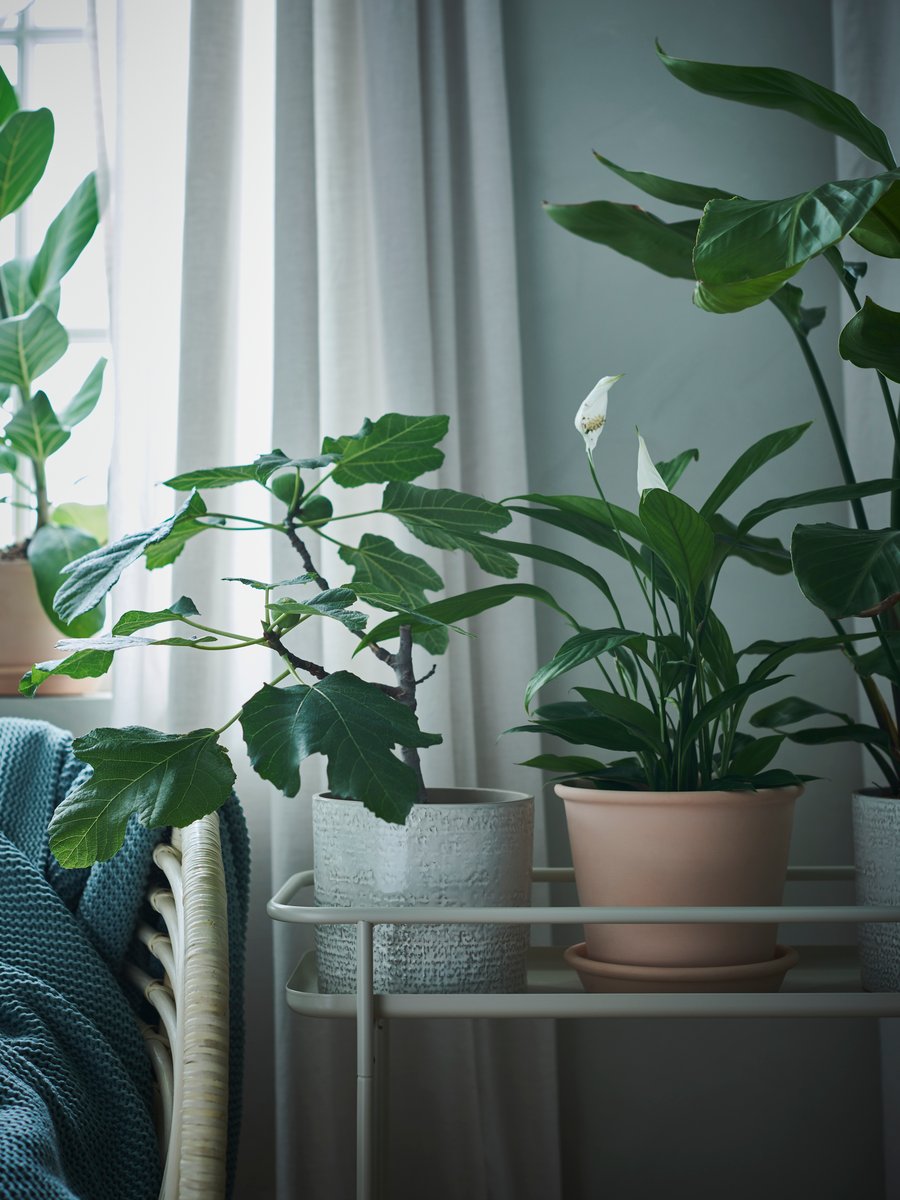 View of Create Your Indoor Plant Oasis: A Guide to Tranquil Rooms