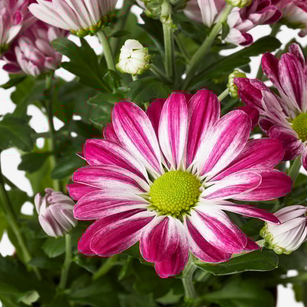 Close up of a pink CHRYSANTHEMUM potted plant