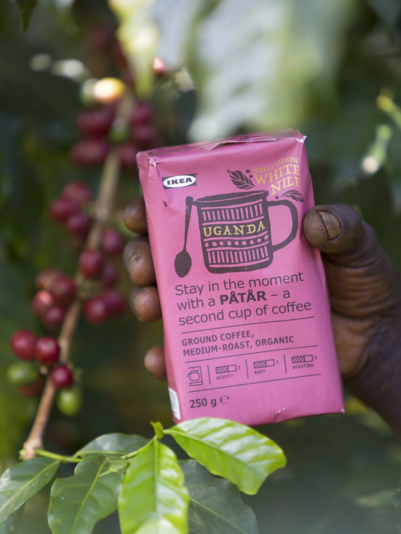 A person’s hand holding a pink packet of IKEA PÅTÅR White Nile coffee among the coffee bean plants.