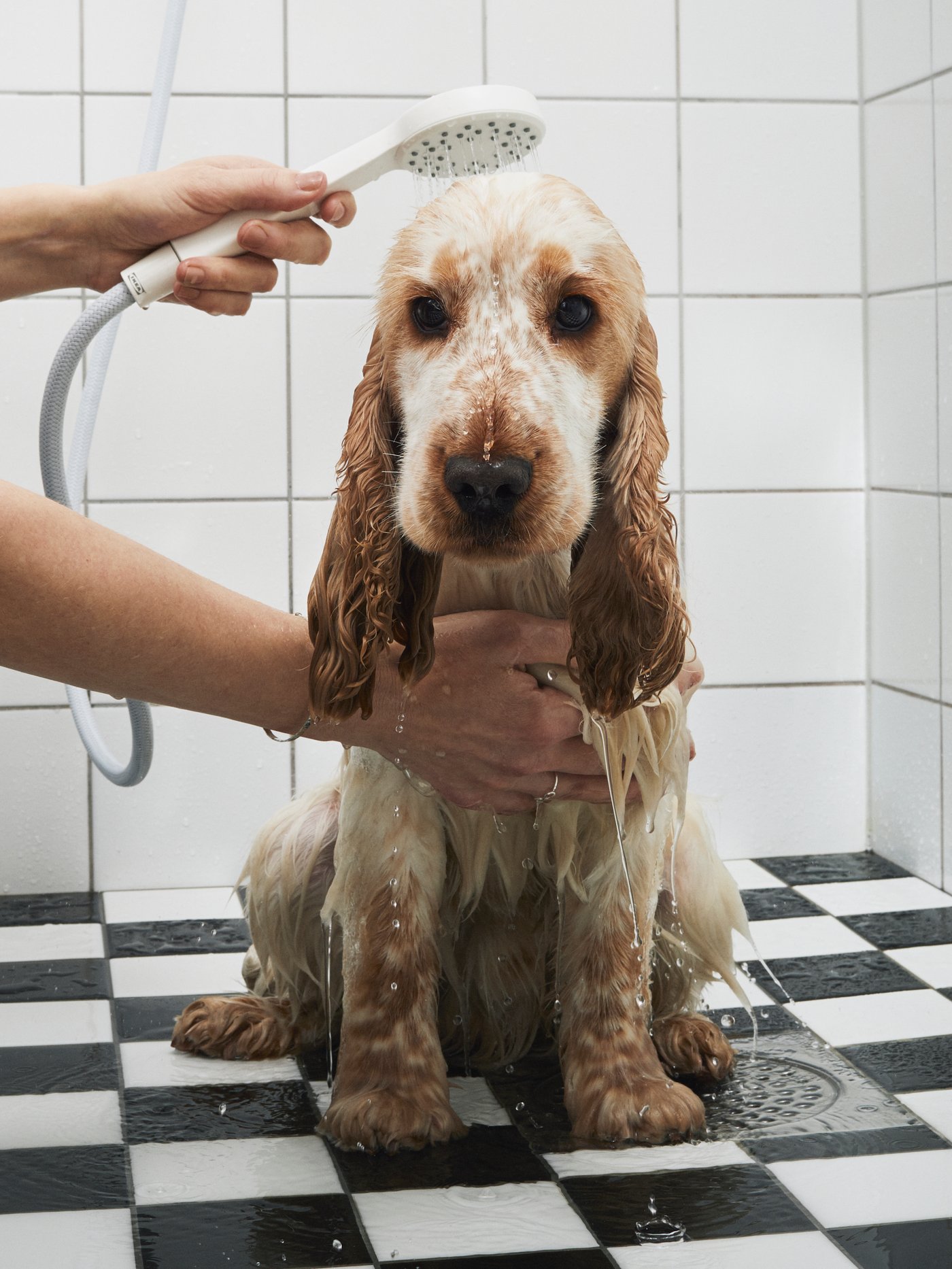 An unhappy spaniel puppy being rinsed with a hand shower while sitting on the black and white tiled floor of a bathroom.