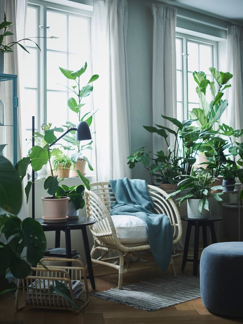 Living room with armchair, tables, throw, plant pots, saucers, plants, magazine stand, floor lamp, pouffe, curtains, rug.