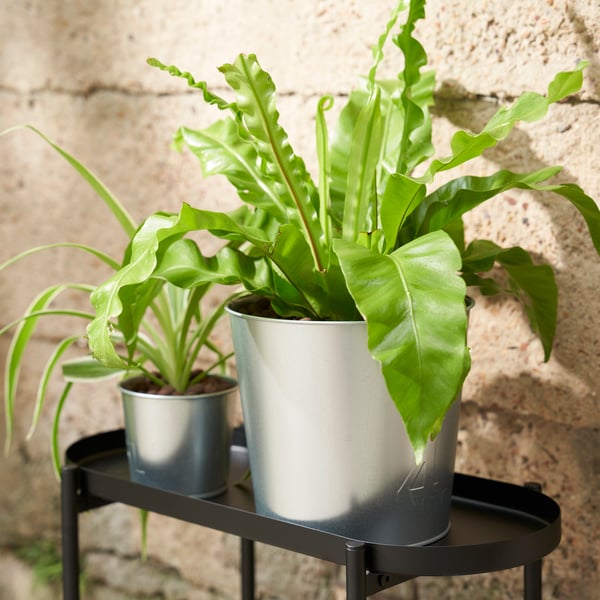An in/outdoor/galvanised ÅKERBÄR plant pot