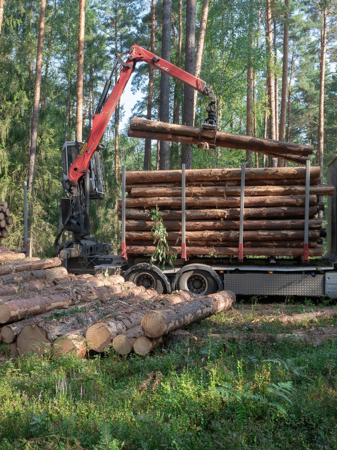Lue lisää Forest Stewart Councilin sivuilta (linkki aukeaa uuteen ikkunan)
