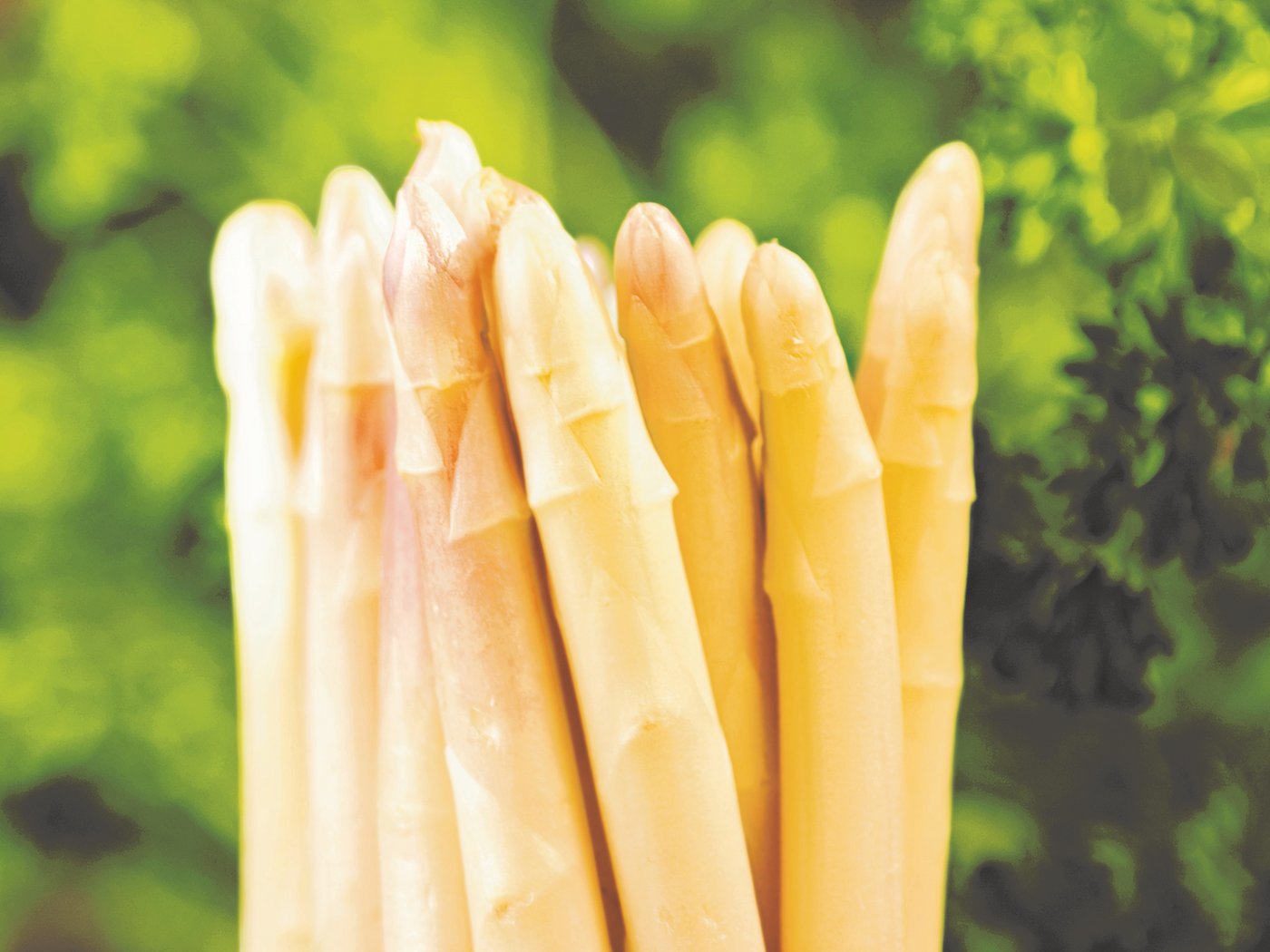 Asparagus