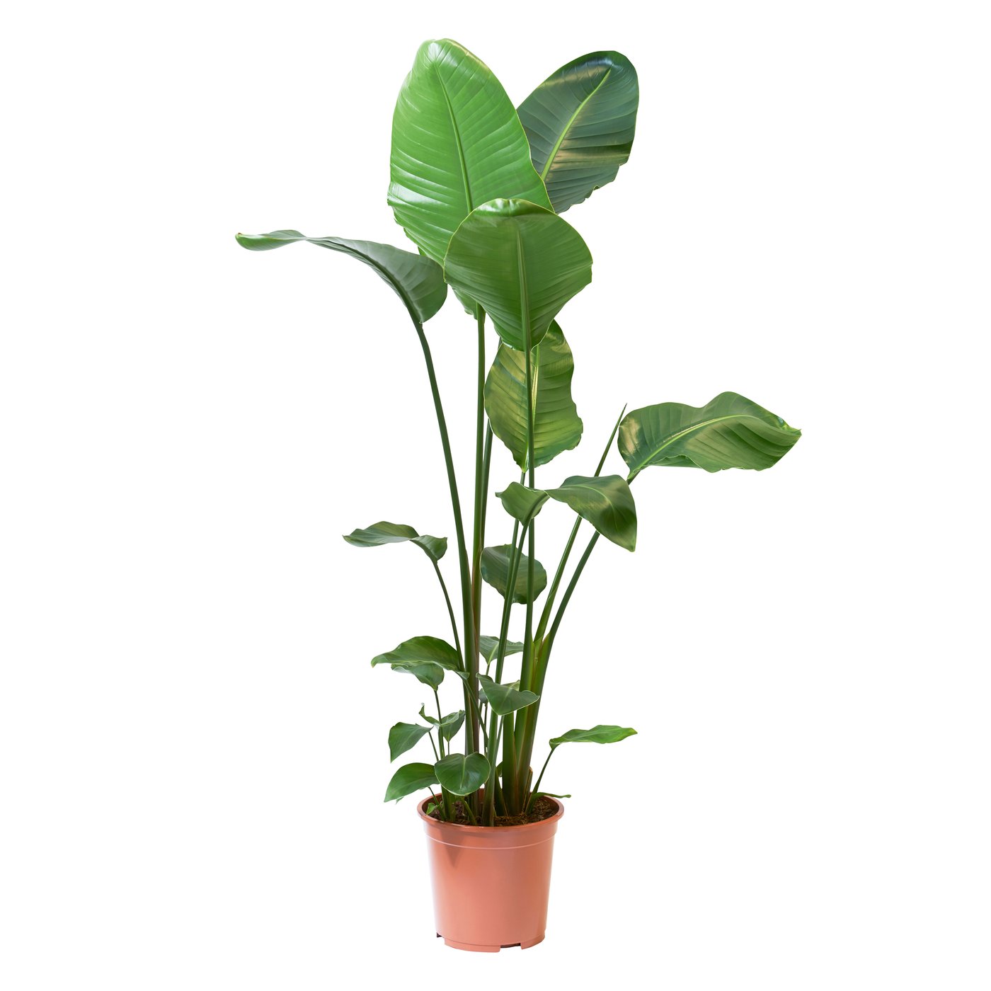 ficus bonsai ikea Ficus Microcarpa Ginseng S Form - 80cm