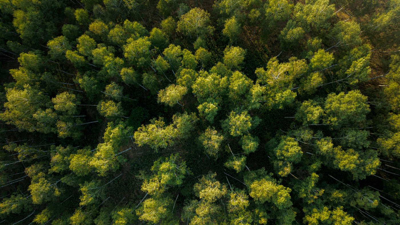 A forest seen from above