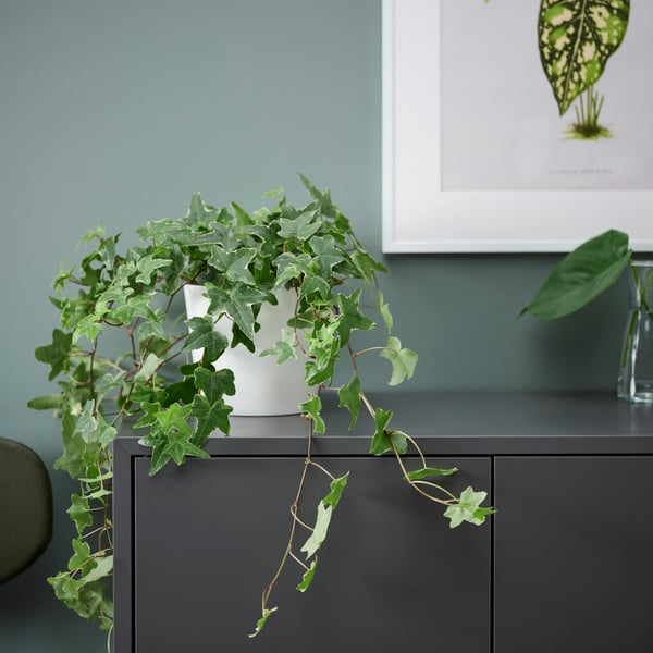 Efeu HEDERA HELIX als Topfpflanze