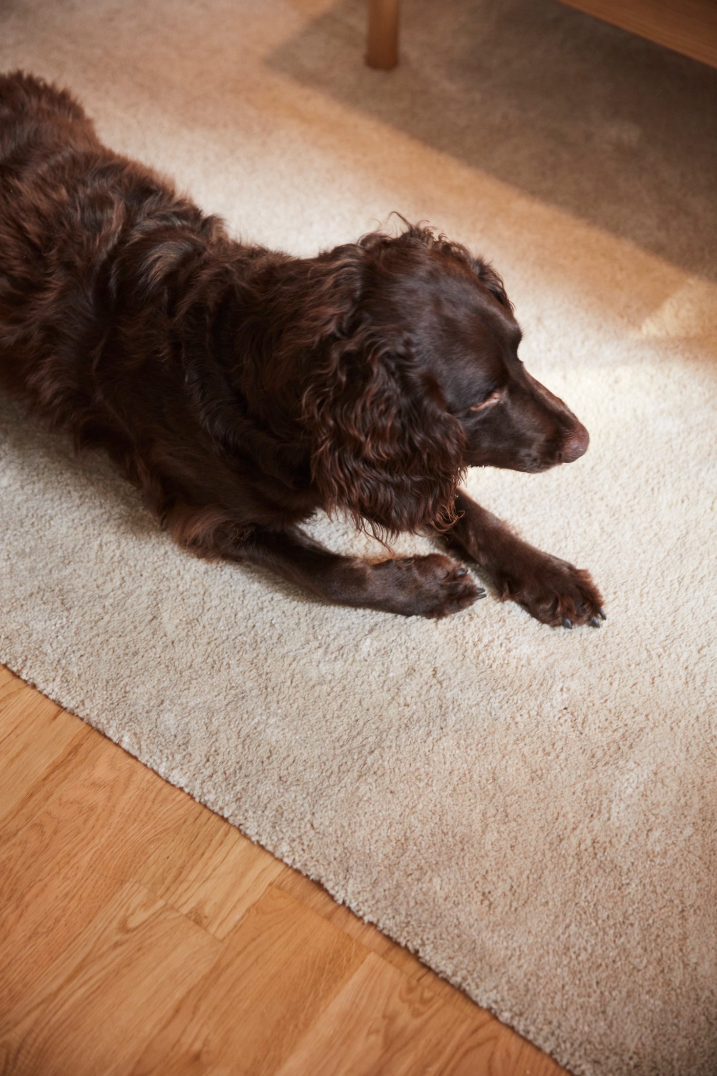 Un perro sobre un tapete STOENSE de IKEA.