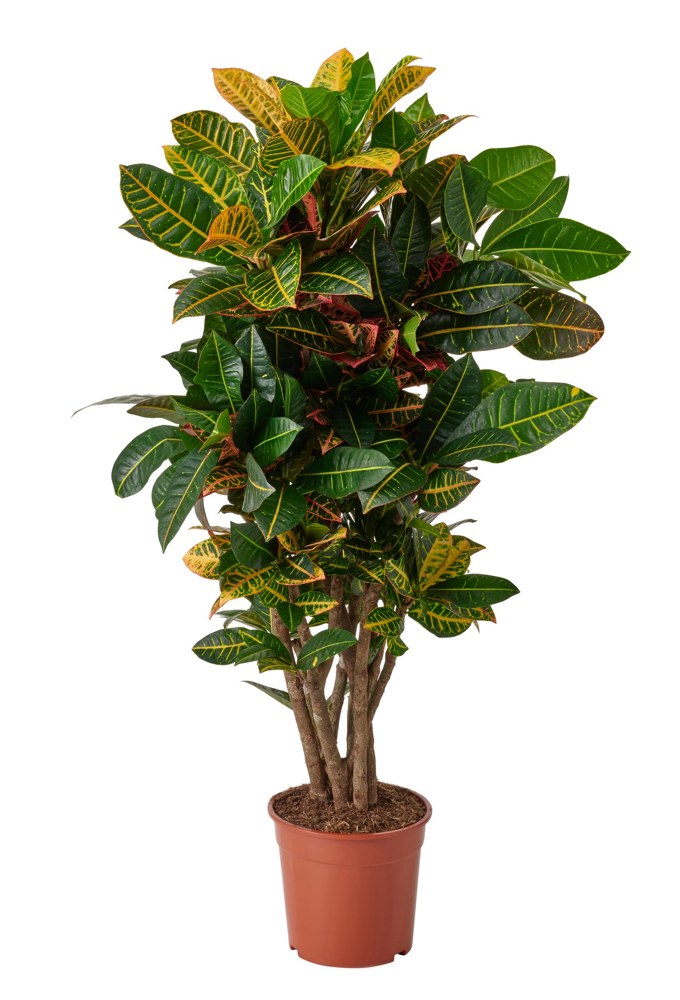 IKEA SANSEVIERIA TRIFASCIATA Pflanze Bogenhan | Preisvergleich