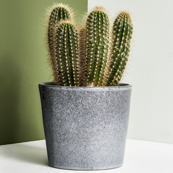 An in/outdoor/grey FJÄRILSBUSKE plant pot