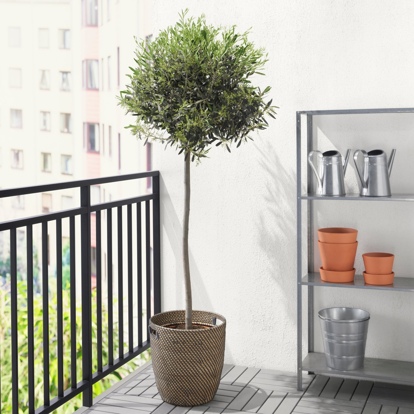 An olivetree on the balcony.