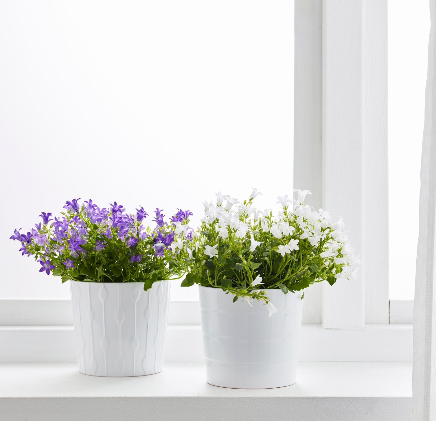 To potteplanter klokkeblomst CAMPANULA PORTENSCHILAGIANA den ene med lilla blomster og den anden med hvide blomster, i hvide urtepotter står i en hvid vindueskarm.