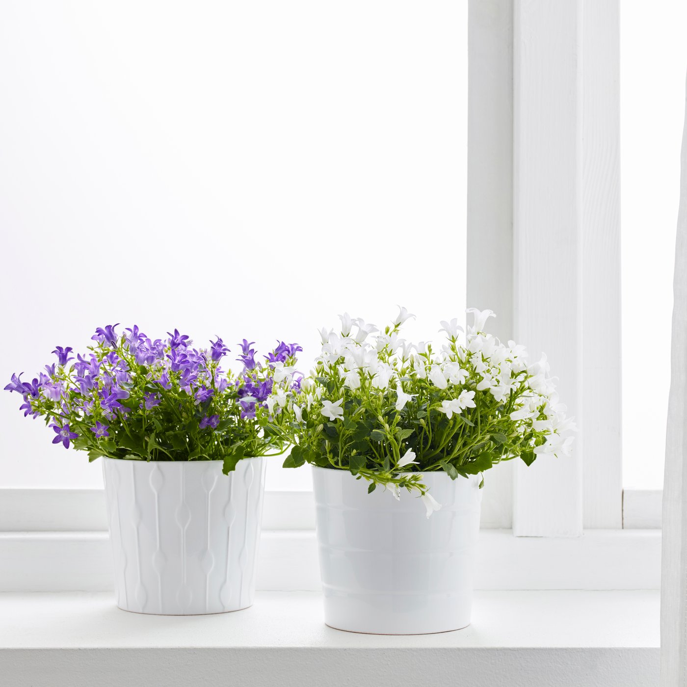 Two CAMPANULA PORTENSCHLAGIANA in two white pots on the window sill. 