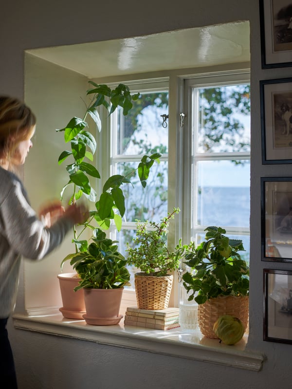 A light green room with a plant stand with three leafy plants in pots by a window with white curtains.