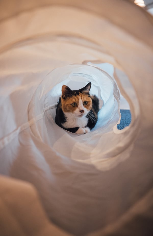 白いトンネル状の布の中央に、茶色と黒と白の毛並みの猫が顔を出してこちらを見ている。