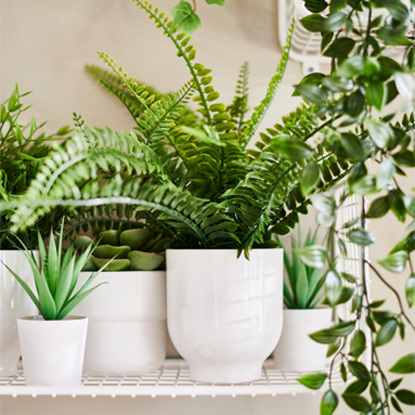 Hvide urtepotteskjulere i forskellige størrelser med bregner i, står sammen på en reol.  