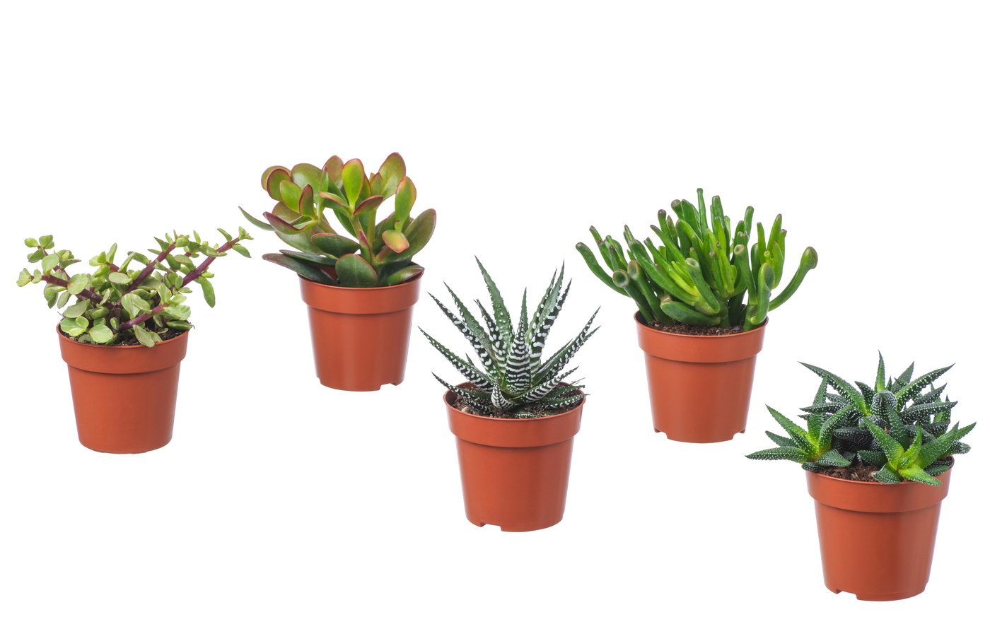 wo gibt es aloe vera pflanzen zu kaufen Aloe Vera „Alfonso“ – Aloe-Vera-Pflanze in Gärtnerqualität kaufen main image 0