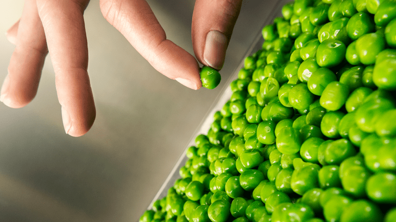 Main prenant un petit pois au-dessus d’une surface remplie de pois verts frais, gros plan illustrant la fraîcheur et le détail des légumes.