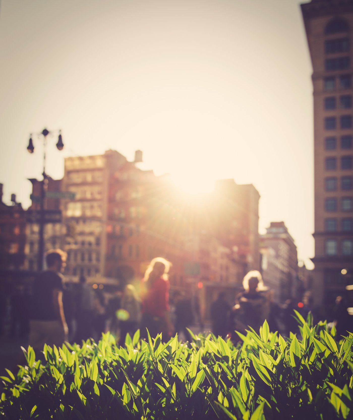 Sunce zalazi iza zgrade na ulici punoj pešaka. U prvom planu lišće žbuna obasjano je suncem.