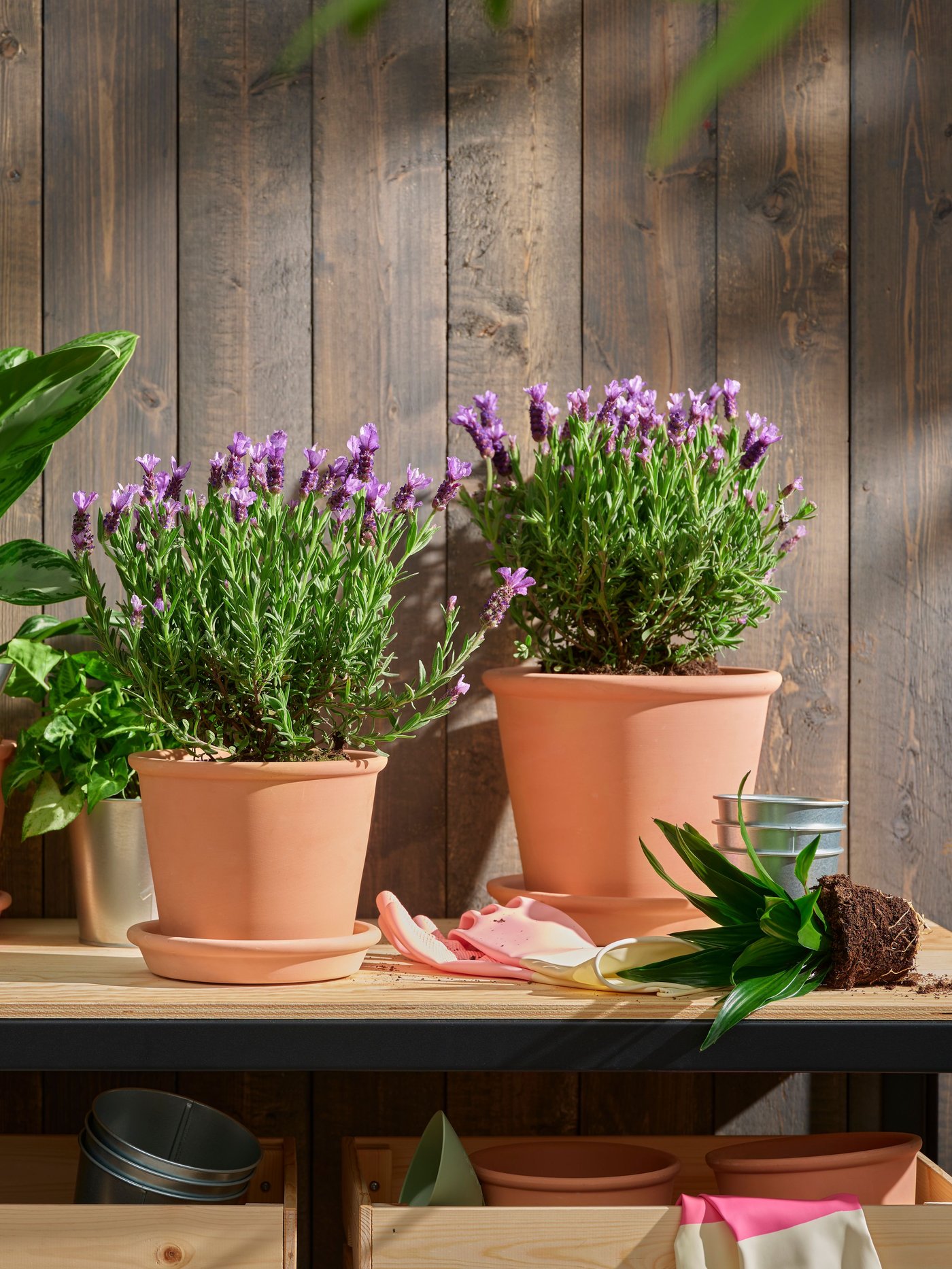 A Janet Craig compacta DRACAENA FRAGRANS 'COMPACTA' potted plant