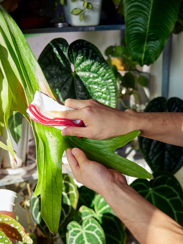 Someone is wiping a houseplant with a red HILDEGUN dish-cloth.