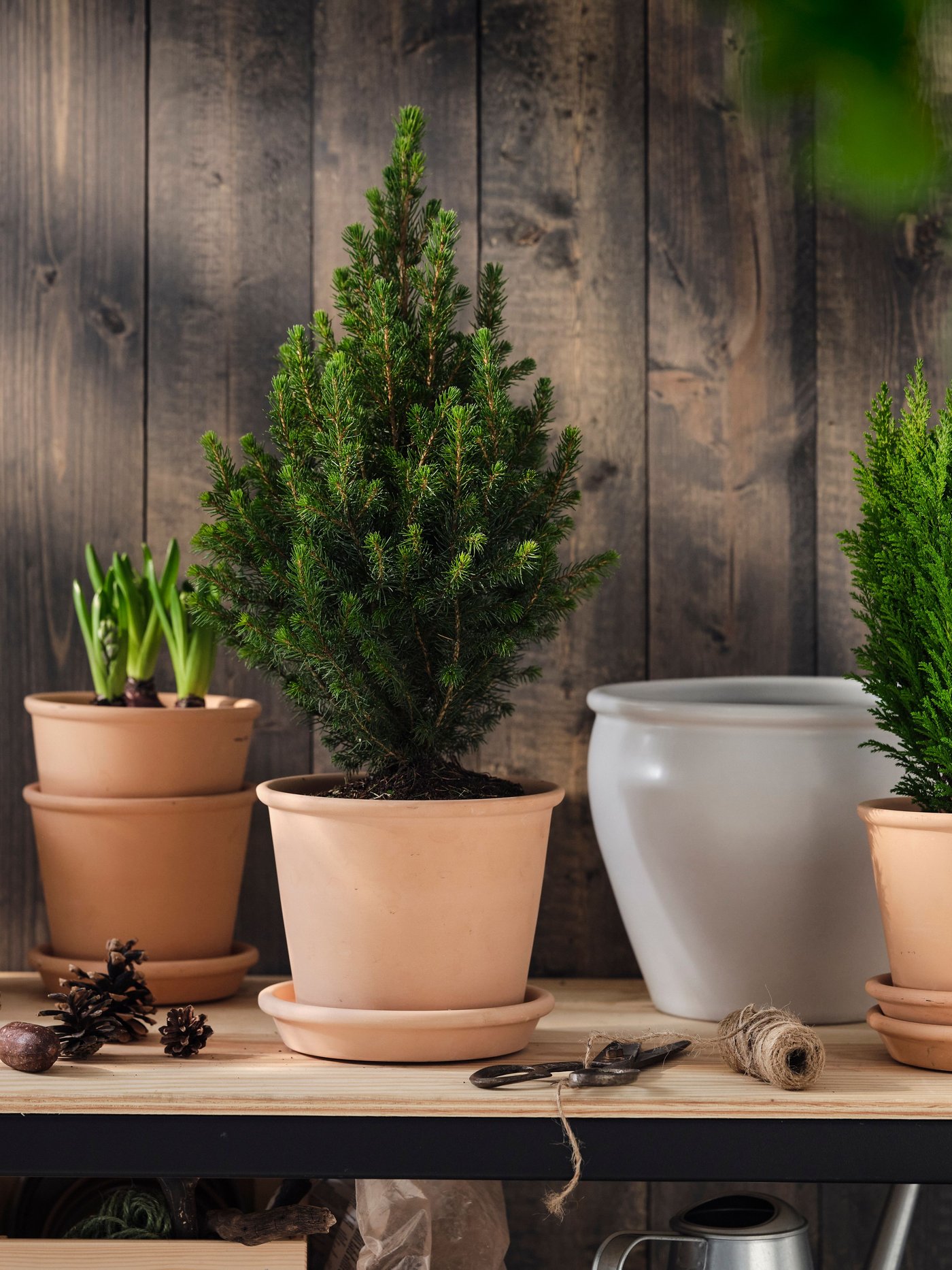 Talon seinustalla olevalla tasolla on AMBRARÖNN-ruukku ja ulkokasveja MUSKOTBLOMMA-ruukuissa.