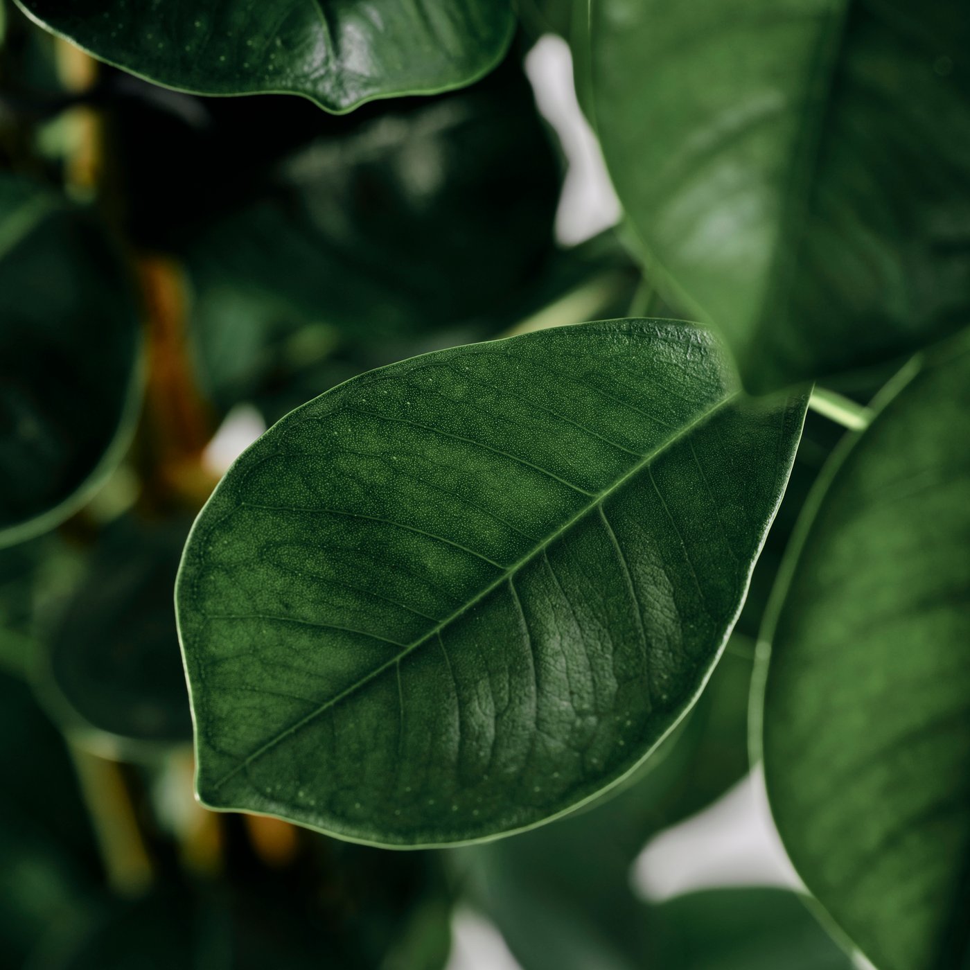 Detalle de hojas FICUS MICROCARPA