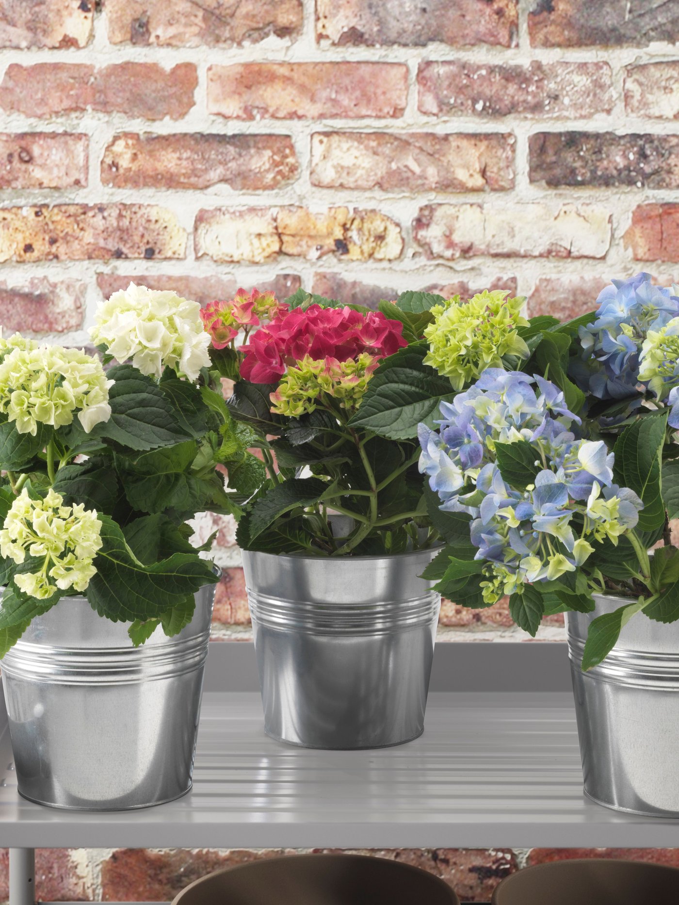 Eine Hortensie in verschiedenen Farben HYDRANGEA-Topfpflanze