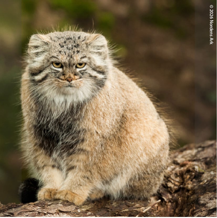 A furry Pallas’s cat in nature.