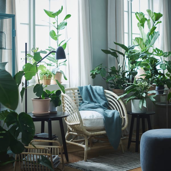 Ein BUSKBO Rattansessel vor einem Wohnzimmerfenster eingerahmt von Pflanzen.