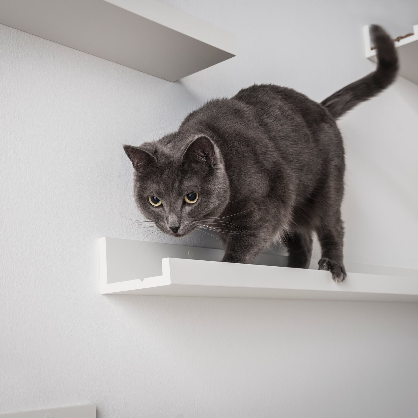 Fehér MOSSLANDA képtartópolc rajta egy szürke macskával.