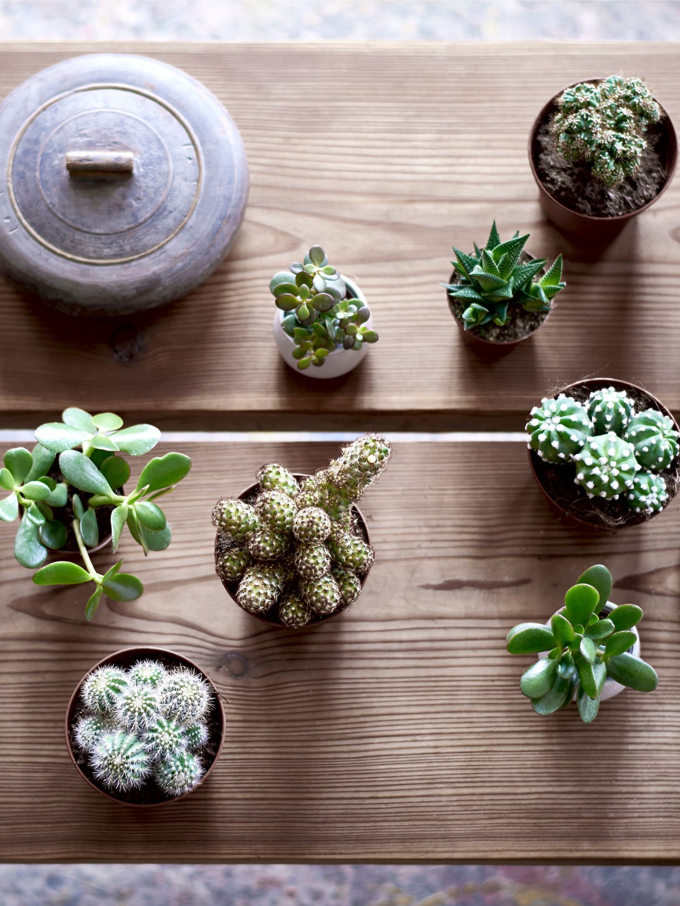 A SUCCULENT (assorted succulents) potted plant