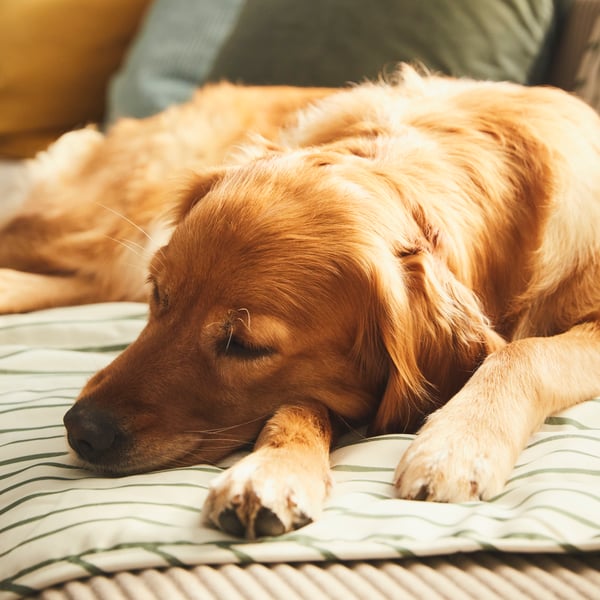 A dog resting on an IKEA UTSÅDD green pet blanket on a sofa. 