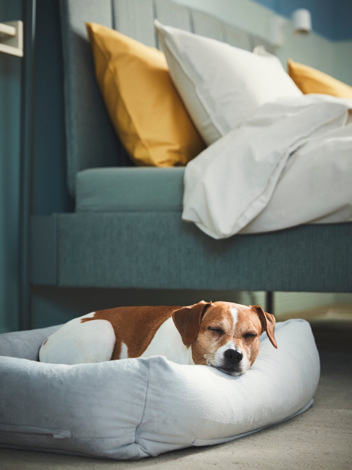 Hund ligger och vilar i en mjuk, ljusgrå UTSÅDD hundbädd på golvet bredvid en säng med vita och gula kuddar i ett modernt sovrum.
