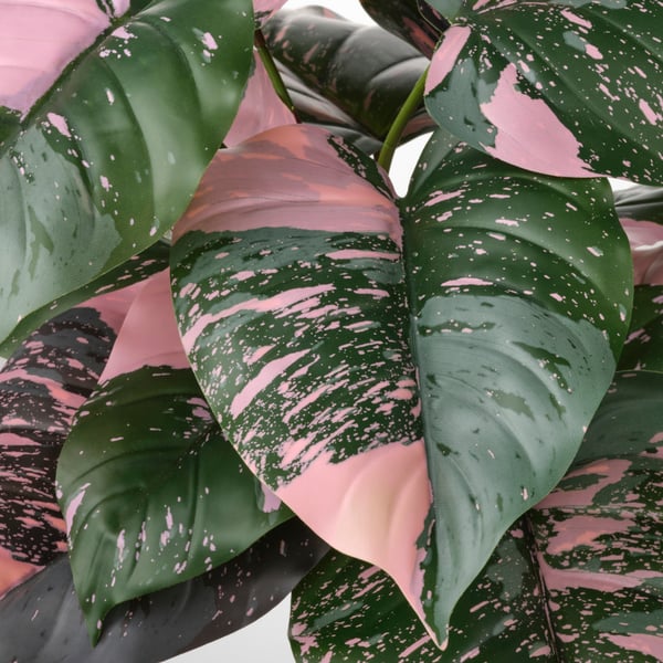 Una pianta artificiale FEJKA. Si vedono delle foglie rosa e verdi.