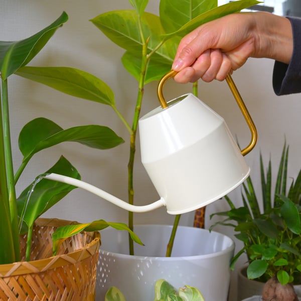 A person’s hand holding a blue watering can under a running shower, filling the watering can with water from the showerhead. The unconventional method of filling the watering can suggests resourcefulness or adaptation to available resources. PH175588