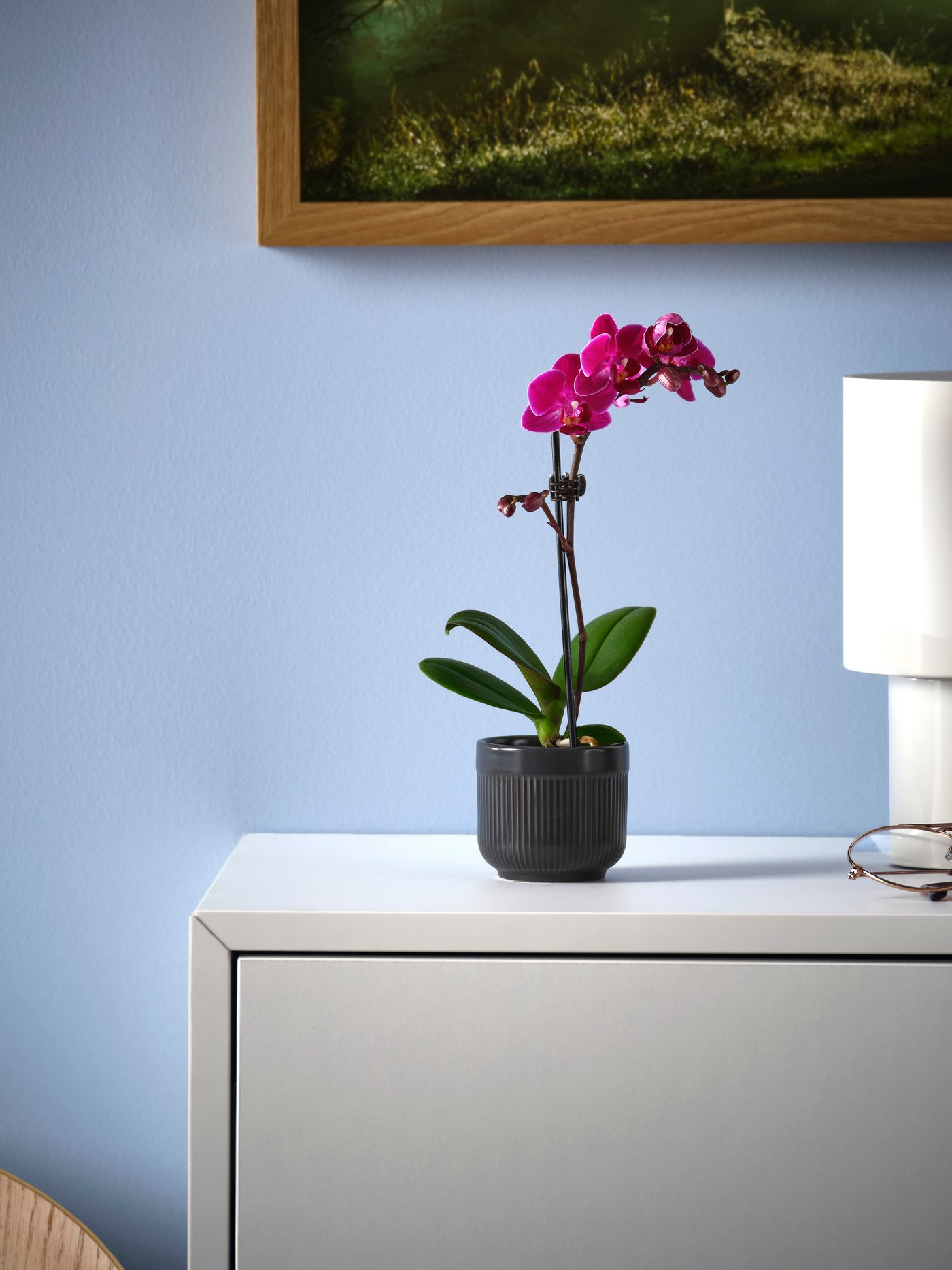 Eine Orchidee in verschiedenen Farben (Phalaenopsis) als Topfpflanze