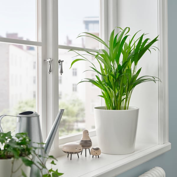 An Areca palm DYPSIS LUTESCENS potted plant