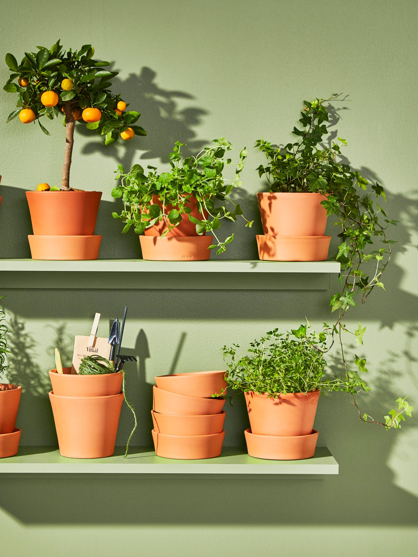 Several small plants sit on wooden shelves in ceramic pots. Included is the citrus plant a small tree with lemons
