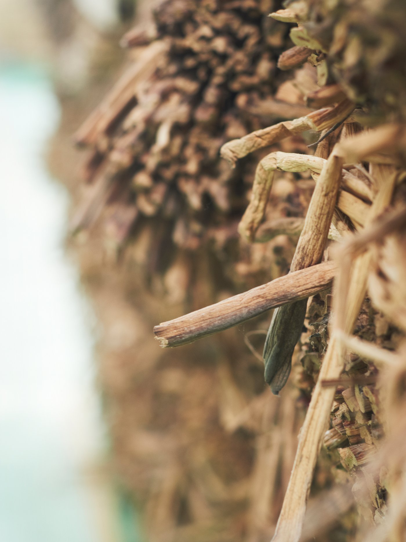 A stack of harvested water hyacinth that is partially dried.