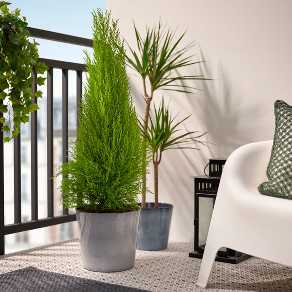 A Dragon tree/2-stem DRACAENA MARGINATA potted plant