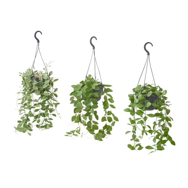 A hanging/assorted DISCHIDIA potted plant