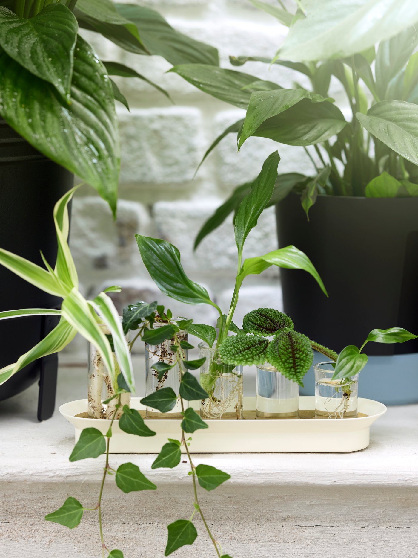 Ein paar Setzlinge stehen in den Glasröhren eines VATTENKRASSE Vermehrungs-Sets, das sich vor einigen Topfpflanzen befindet.